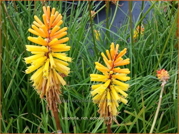 Kniphofia 'Rich Echoes' | Vuurpijl, Fakkellelie | Fackellilie