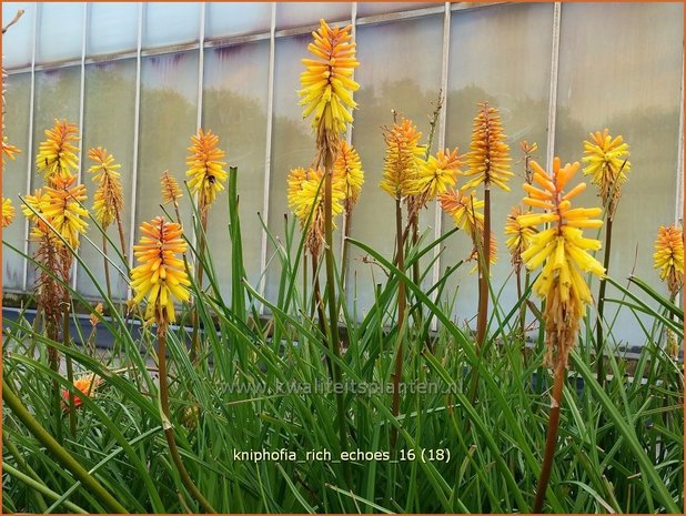 Kniphofia 'Rich Echoes' | Vuurpijl, Fakkellelie | Fackellilie