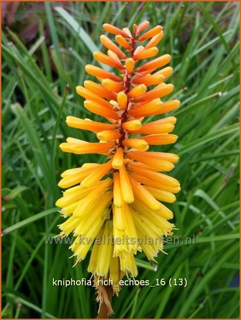 Kniphofia 'Rich Echoes' | Vuurpijl, Fakkellelie | Fackellilie