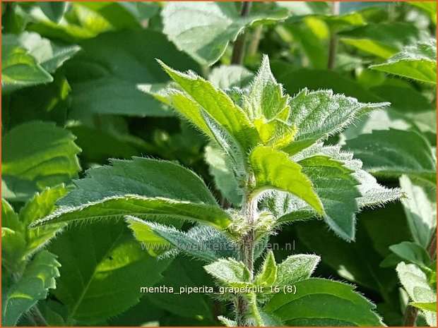 Mentha piperita 'Grapefruit' | Pepermunt, Munt | Pfefferminze