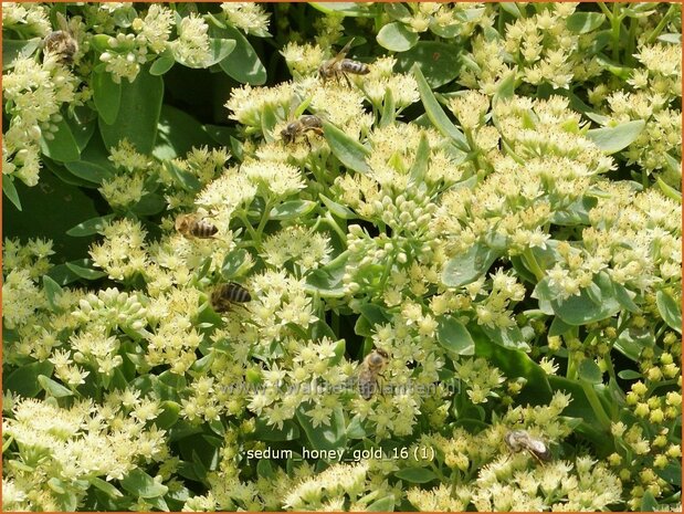 Sedum 'Honey Gold' | Hemelsleutel, Vetkruid | Fettblatt