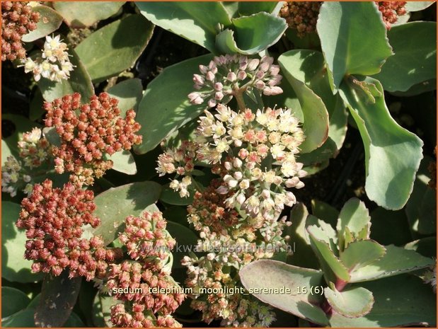 Sedum telephium 'Moonlight Serenade' | Hemelsleutel, Vetkruid | Grosse Fetthenne