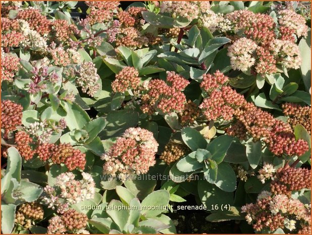 Sedum telephium 'Moonlight Serenade' | Hemelsleutel, Vetkruid | Grosse Fetthenne