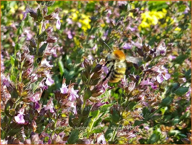 Teucrium lucidrys 'Pain de Sucre' | Gamander | Wintergrüner Gamander