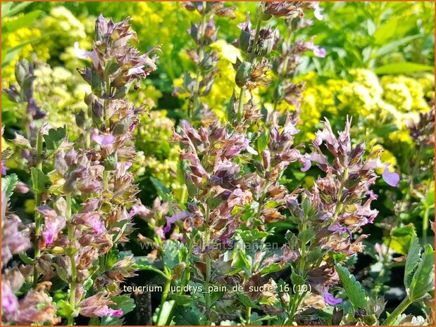 Teucrium lucidrys 'Pain de Sucre' | Gamander | Wintergrüner Gamander