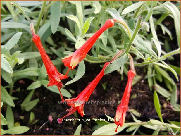 Zauschneria californica | Californische fuchsia, Kolibrietrompet | Kolibritrompete