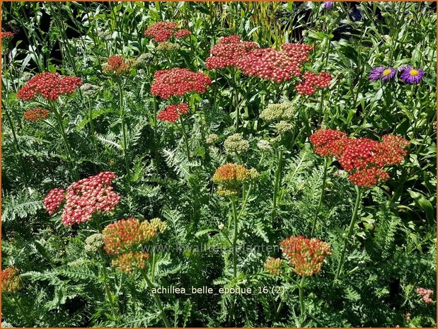 Achillea 'Belle Epoque' | Duizendblad | Garbe