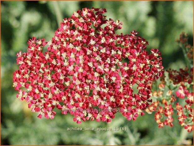 Achillea 'Belle Epoque' | Duizendblad | Garbe