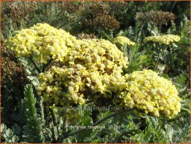 Achillea 'Taygetea' | Duizendblad | Garbe