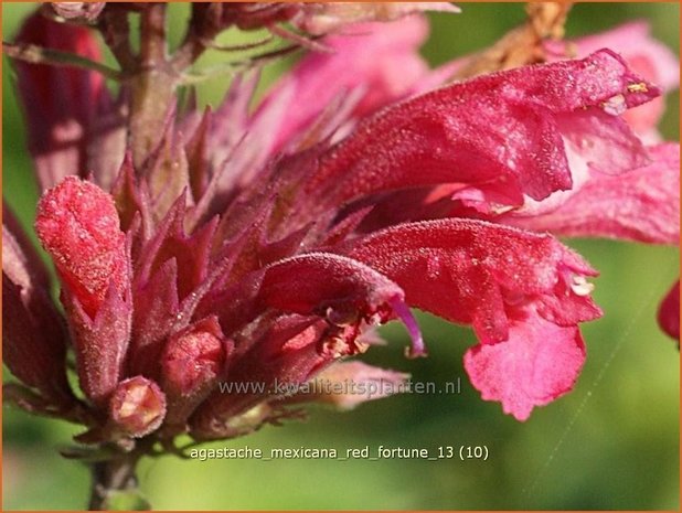 Agastache mexicana 'Red Fortune' | Dropplant, Anijsnetel | Limonen-Duftnessel