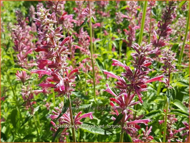 Agastache mexicana 'Red Fortune' | Dropplant, Anijsnetel | Limonen-Duftnessel