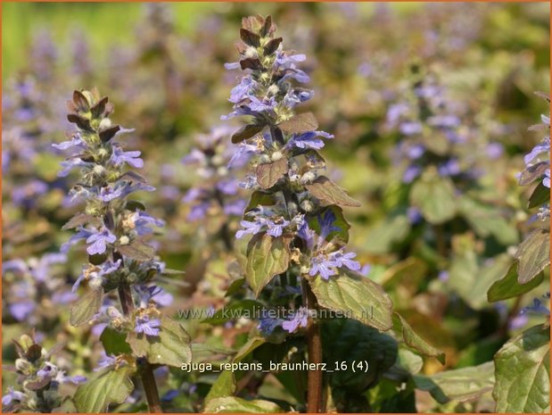 Ajuga reptans 'Braunherz' | Zenegroen | Kriechender Günsel