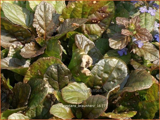 Ajuga reptans 'Braunherz' | Zenegroen | Kriechender Günsel