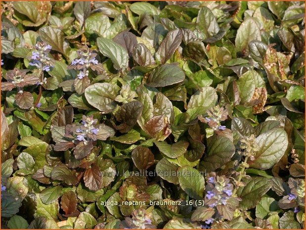 Ajuga reptans 'Braunherz' | Zenegroen | Kriechender Günsel