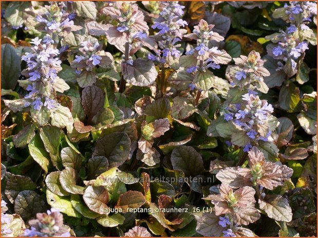 Ajuga reptans 'Braunherz' | Zenegroen | Kriechender Günsel