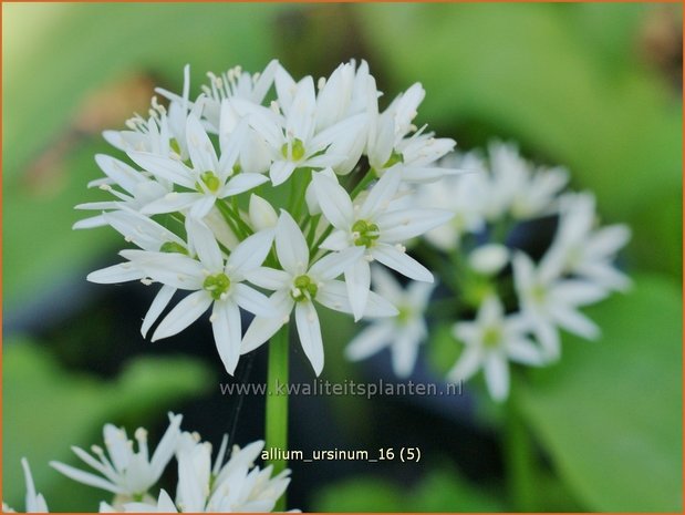 Allium ursinum | Daslook, Berenlook, Look | Bärenlauch