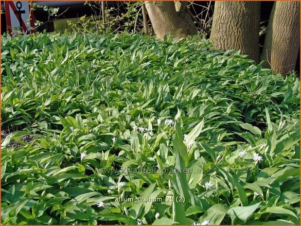 Allium ursinum | Daslook, Berenlook, Look | Bärenlauch