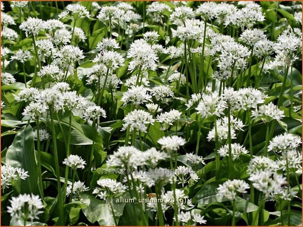 Allium ursinum | Daslook, Berenlook, Look | Bärenlauch