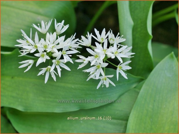 Allium ursinum | Daslook, Berenlook, Look | Bärenlauch