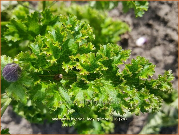 Anemone hybrida 'Lady Gilmour' | Herfstanemoon, Japanse anemoon, Anemoon | Herbstanemone