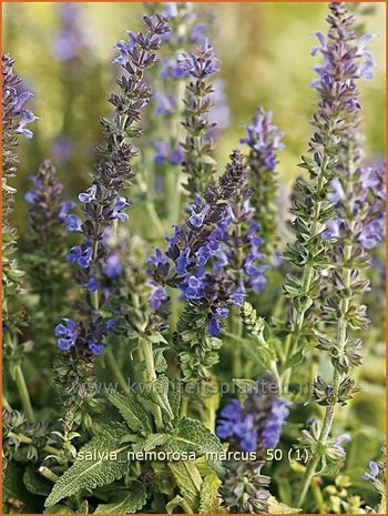 Salvia nemorosa 'Marcus' | Salie, Salvia