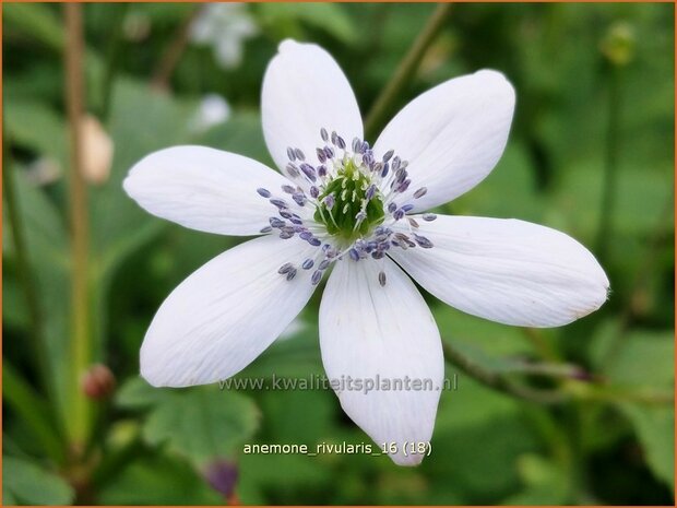 Anemone rivularis | Anemoon | Bach-Anemone