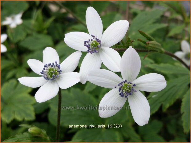 Anemone rivularis | Anemoon | Bach-Anemone