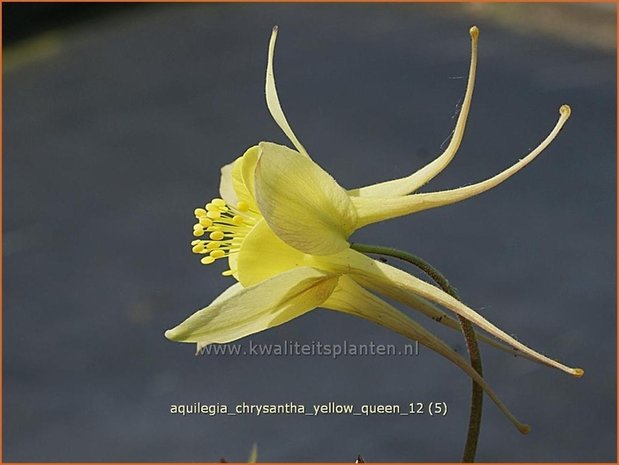 Aquilegia chrysantha 'Yellow Queen' | Akelei | Langspornige Akelei