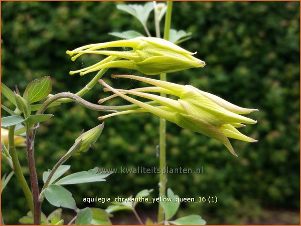 Aquilegia chrysantha 'Yellow Queen' | Akelei | Langspornige Akelei