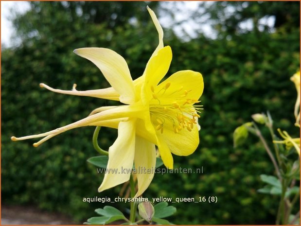 Aquilegia chrysantha 'Yellow Queen' | Akelei | Langspornige Akelei