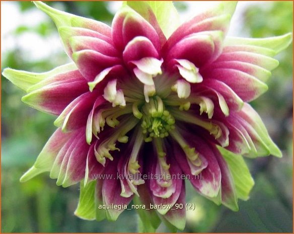 Aquilegia 'Nora Barlow' | Akelei | Akelei