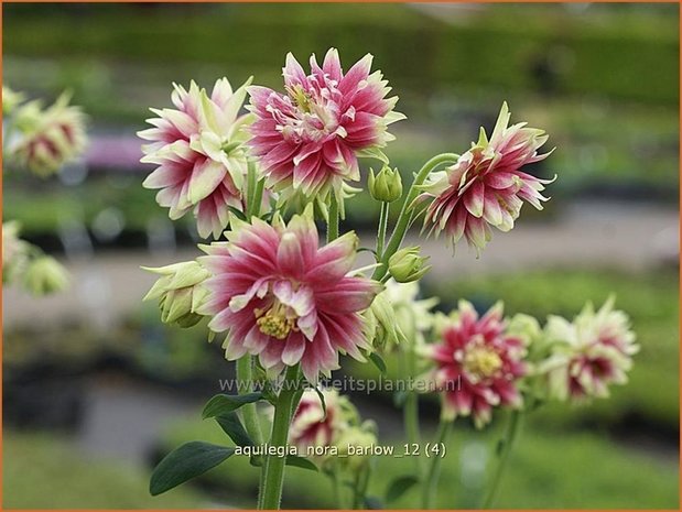 Aquilegia 'Nora Barlow' | Akelei | Akelei