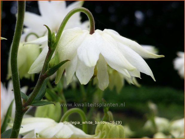 Aquilegia 'White Barlow' | Akelei | Akelei