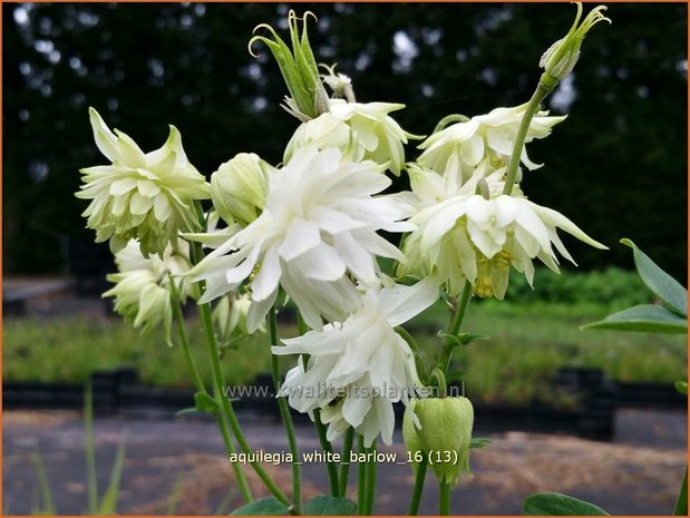 Aquilegia 'White Barlow' | Akelei | Akelei