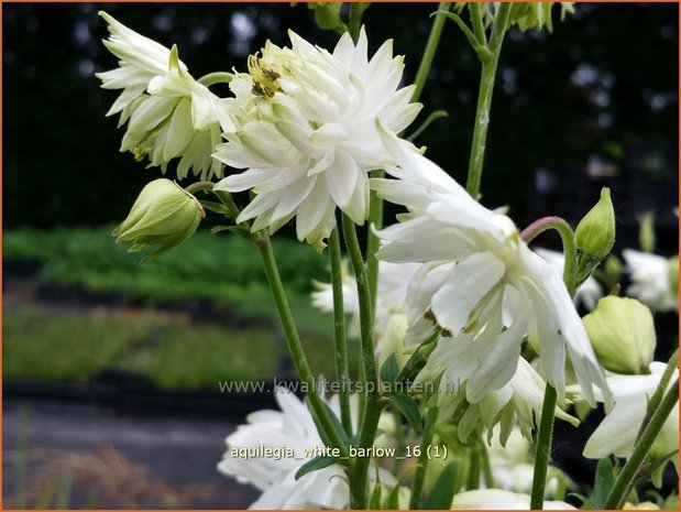 Aquilegia 'White Barlow' | Akelei | Akelei