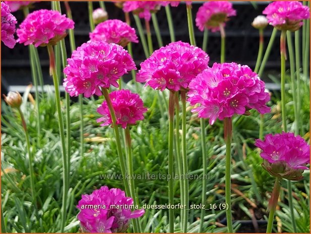 Armeria maritima 'Düsseldorfer Stolz' | Engels gras | Strand-Grasnelke