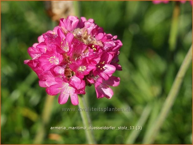 Armeria maritima 'Düsseldorfer Stolz' | Engels gras | Strand-Grasnelke