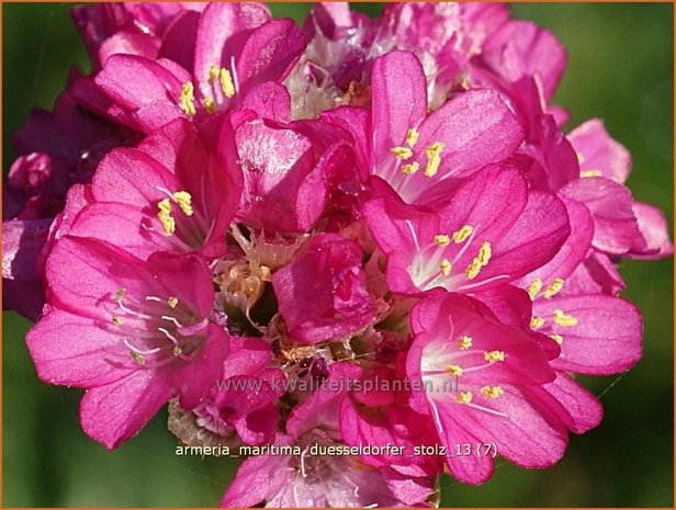 Armeria maritima 'Düsseldorfer Stolz' | Engels gras | Strand-Grasnelke