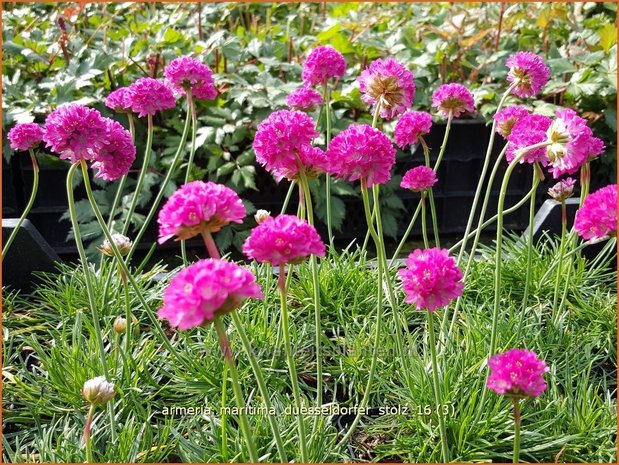 Armeria maritima 'Düsseldorfer Stolz' | Engels gras | Strand-Grasnelke