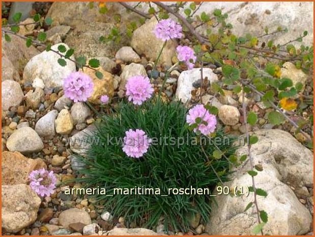 Armeria maritima 'Roschen' | Engels gras | Strand-Grasnelke