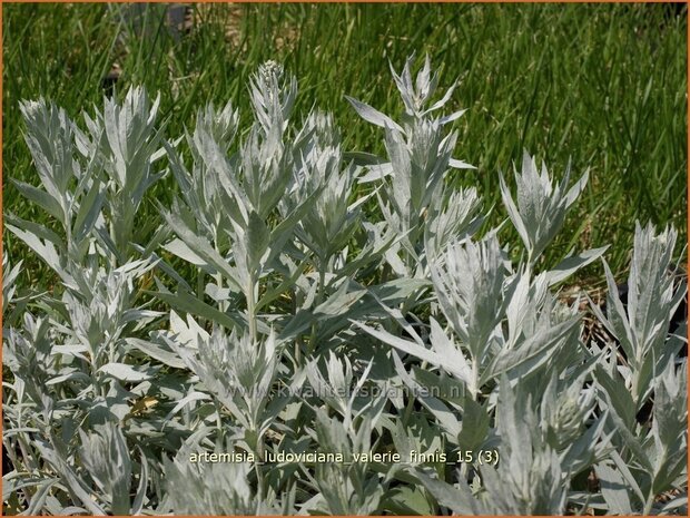 Artemisia ludoviciana 'Valerie Finnis' | Alsem, Bijvoet, Edelruit | Prärie Silberraute