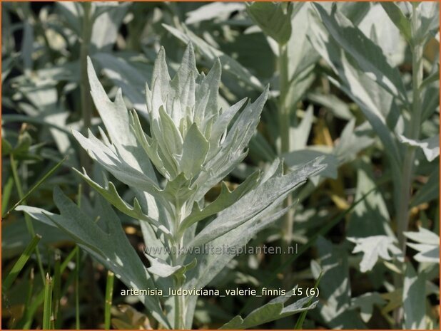 Artemisia ludoviciana 'Valerie Finnis' | Alsem, Bijvoet, Edelruit | Prärie Silberraute