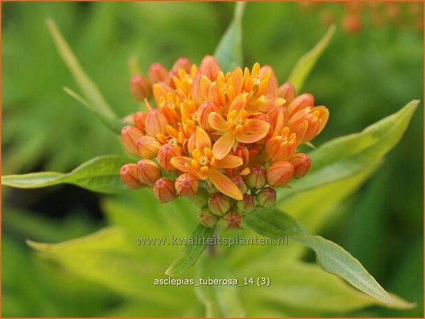 Asclepias tuberosa | Knolzijdeplant, Zijdeplant | Knollige Seidenpflanze