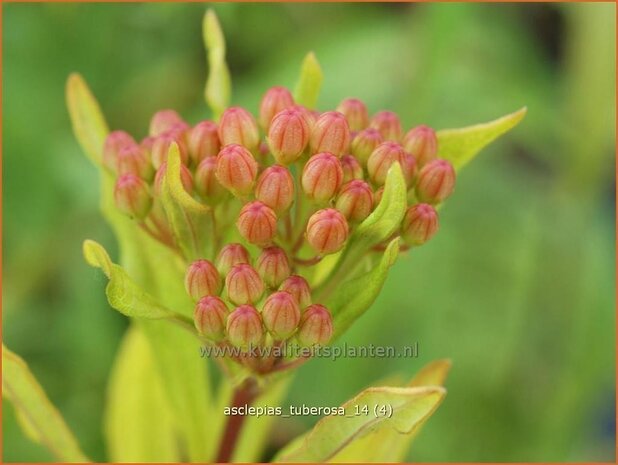 Asclepias tuberosa | Knolzijdeplant, Zijdeplant | Knollige Seidenpflanze