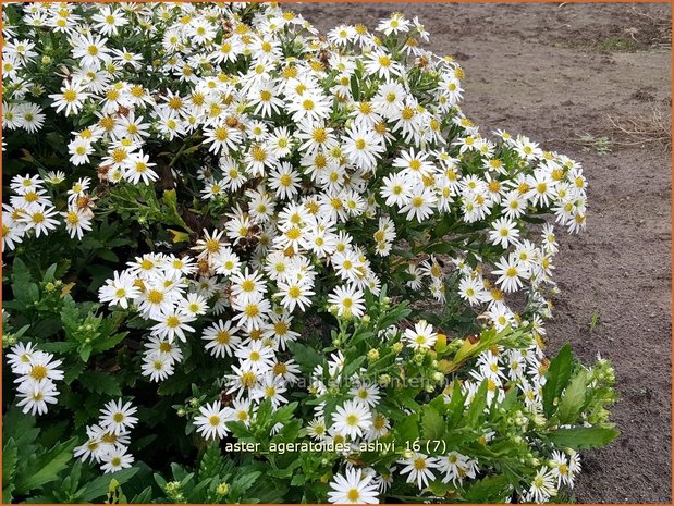 Aster ageratoides 'Ashvi' | Aster | Ageratum-ähnliche Aster