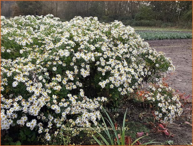 Aster ageratoides 'Ashvi' | Aster | Ageratum-ähnliche Aster