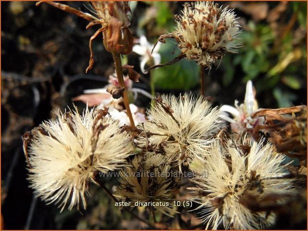 Aster divaricatus | Sneeuwsteraster, Bosaster, Aster | Waldaster