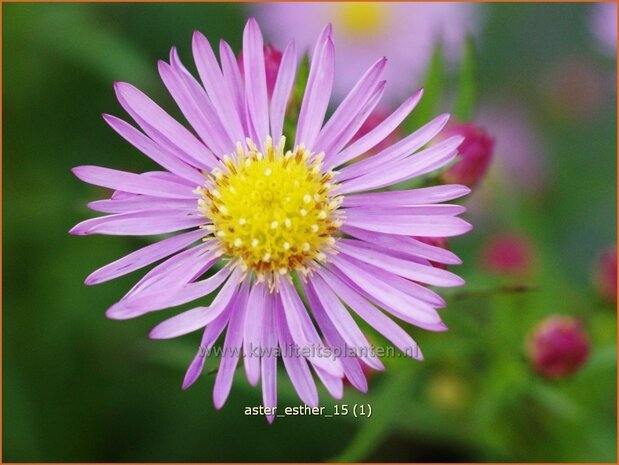 Aster 'Esther' | Aster | Aster