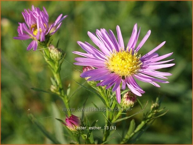 Aster 'Esther' | Aster | Aster