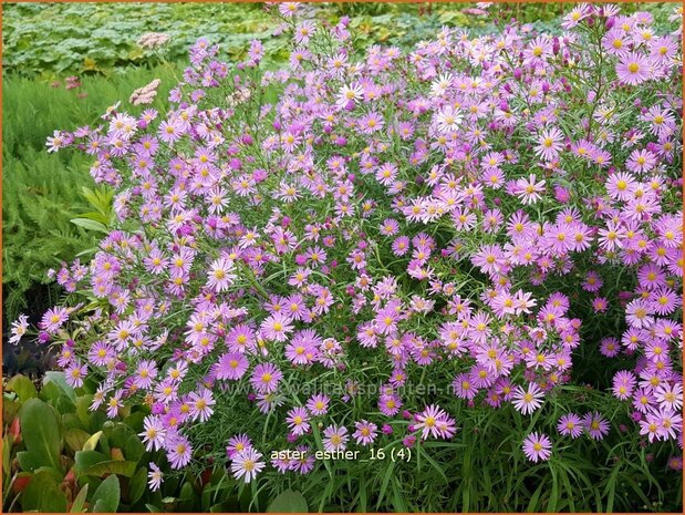 Aster 'Esther' | Aster | Aster